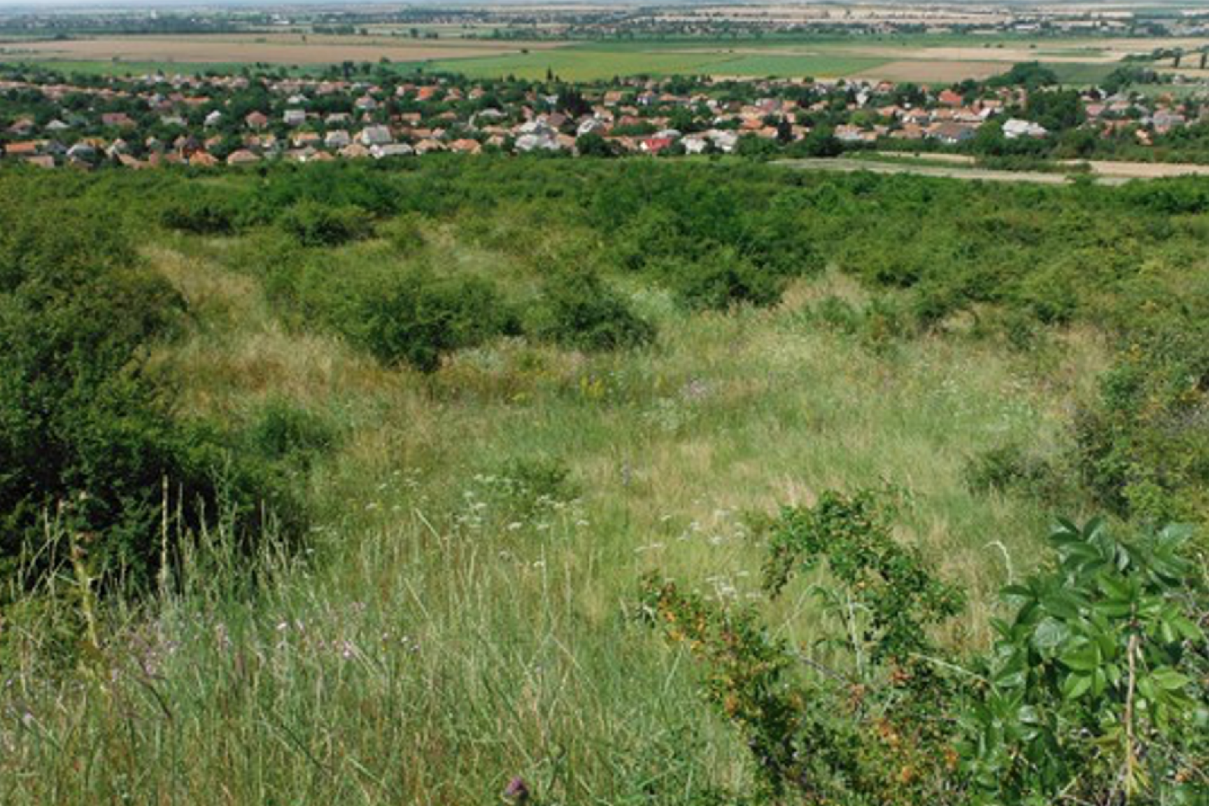 A hegylábperemi részeken a cserjésedés jelentős méreteket ölt (galagonya, vadrózsa)