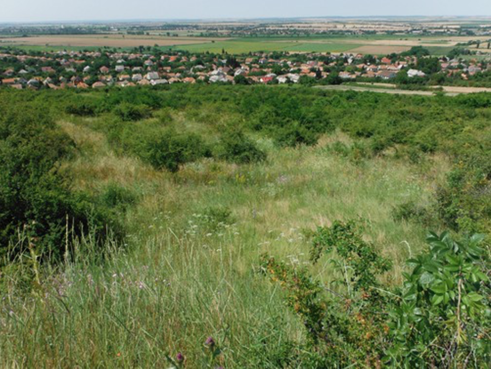 A hegylábperemi részeken a cserjésedés jelentős méreteket ölt (galagonya, vadrózsa)